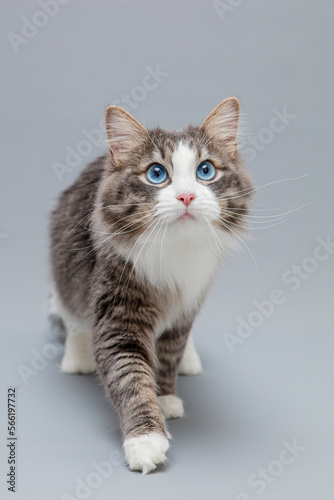 Freisteller einer Katze mit langem Fell und blauen Augen, Sibirische Waldkatze