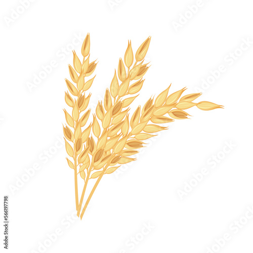 Oats. Three ears of oats. Illustration for food packaging. Cereal plants. Oatmeal. Vector illustration of grain crops isolated on a white background