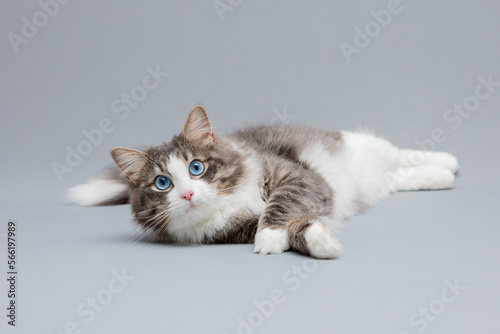 Freisteller einer Katze mit langem Fell und blauen Augen, Sibirische Waldkatze © Jana Weichelt