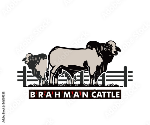 Brahman Cattle Australia: Over 12 Royalty-Free Licensable Stock Vectors &  Vector Art | Shutterstock