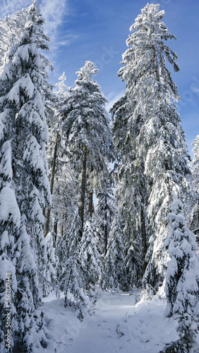 Wandern im märchenhaften Winterwald