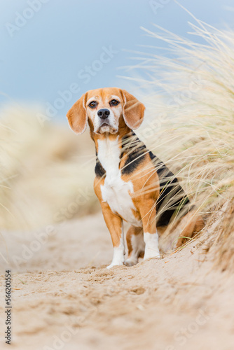 Hund am Meer, Beagle im Sommerurlaub