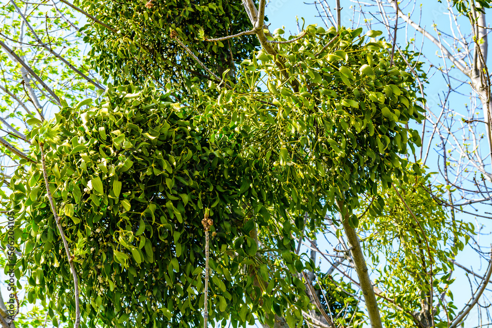 Balls of the mistletoe on branches of tree Balls of the mistletoe on branches of tree