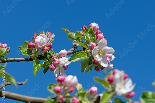 Blühender Apfelbaum, Malus, im Frühling
