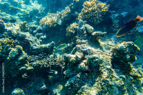 Colonies of the corals and tropical fishes at coral reef in Red sea