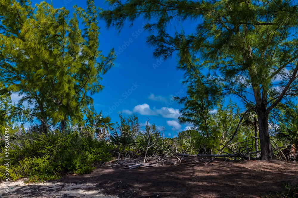A view across the forest beside the beach on the island of Eleuthera, Bahamas on a bright sunny day