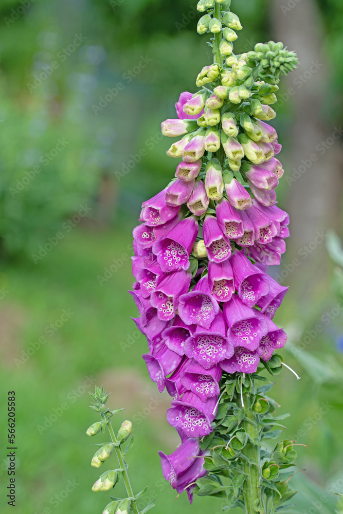 Obraz premium Blühender Roter Fingerhut, Digitalis purpurea, im Frühsommer