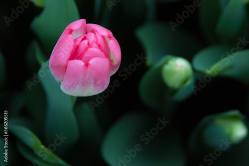 unopened pink tulip top view photo