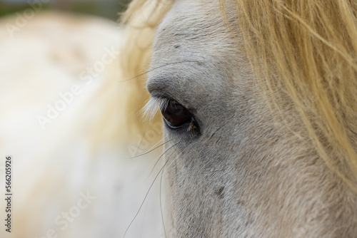 Caballo blanco con una bonita melena.