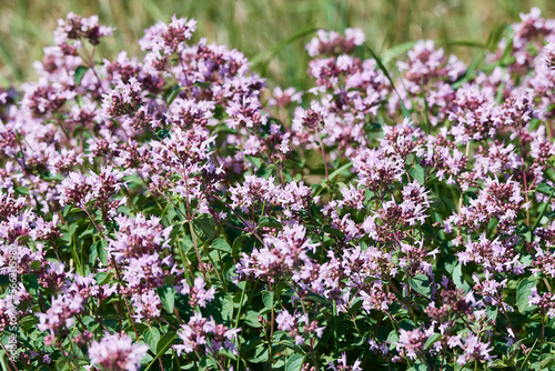 Echter Dost  Origanum vulgare 