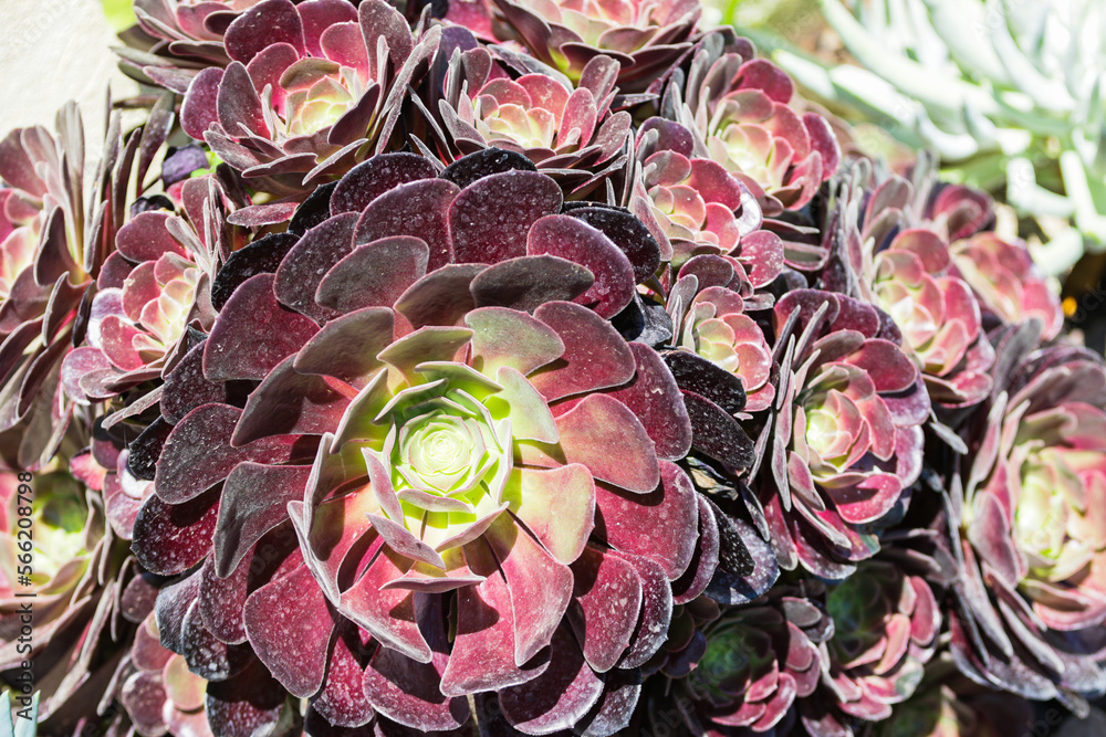 Foto de Suculentas, Plantas utilizadas na decoração de interiores ...