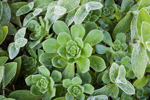 Suculentas, Plantas utilizadas na decoração de interiores exteriores. As platansa da familia das suculentas são plantas que acumulam água em um ou mais de um dos seus tecidos.