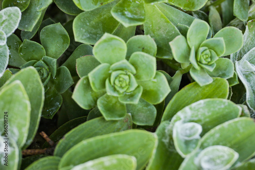 Suculentas, Plantas utilizadas na decoração de interiores exteriores. As platansa da familia das suculentas são plantas que acumulam água em um ou mais de um dos seus tecidos.