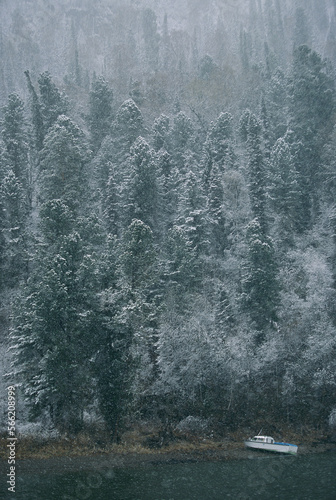 The Altai Nature Reserve and Lake Teleckoe in an early sping snowstorm. photo