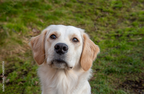 Face on portrait image of young golden retriever dog with grassy background, looking at camera 
