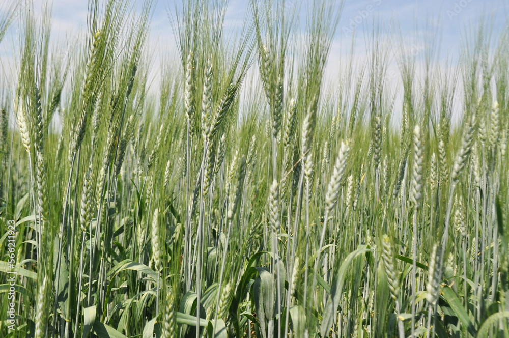 Ripe ears of grain in the field, harvesting, agriculture in natural conditions Ripe ears of grain in the field, harvesting, agriculture in natural conditions