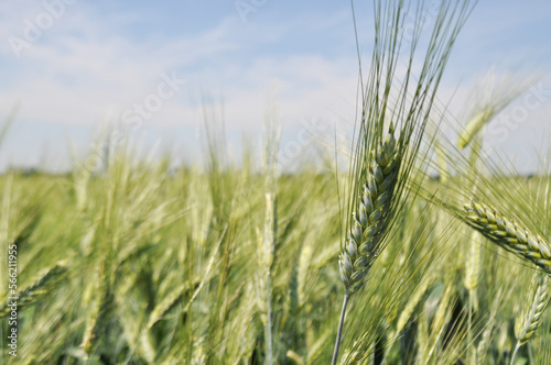 Ripe ears of grain in the field, harvesting, agriculture in natural conditions