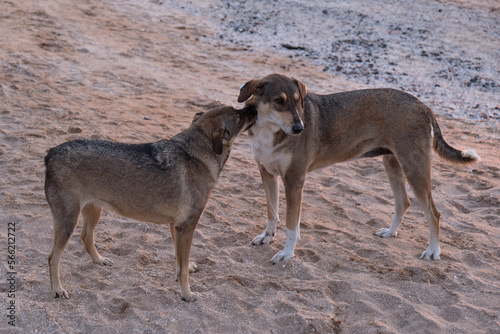 Two homeless mongrels sniff a friend of DRG and play on the beach. Dogs on the street  veterinary clinic  collar. High quality photo