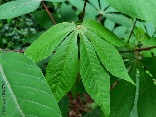 Wallpaper Mural Photo of cassava leaves, this can be consumed as fresh vegetables Torontodigital.ca
