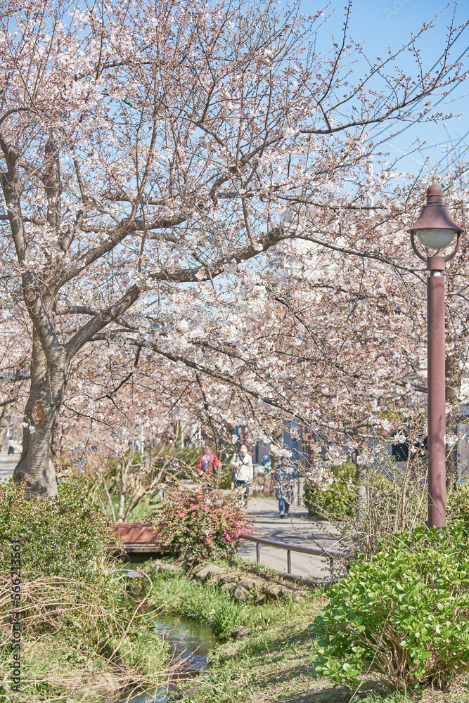 春の桜並木　