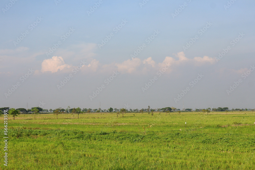 Spacious rice plantation with clear sky in the background