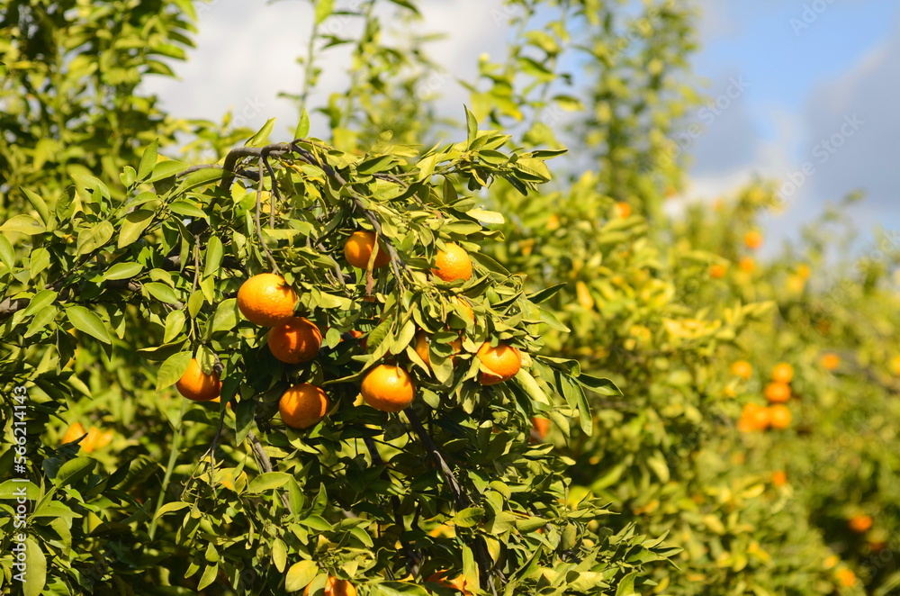 A branch with a ripe tangerine. Citrus orchard. Focus on one tangerine, trees with fruits in the background. farm plantation. Mandarin tree with fruits. Season of tangerines, citrus orchard. A bountif