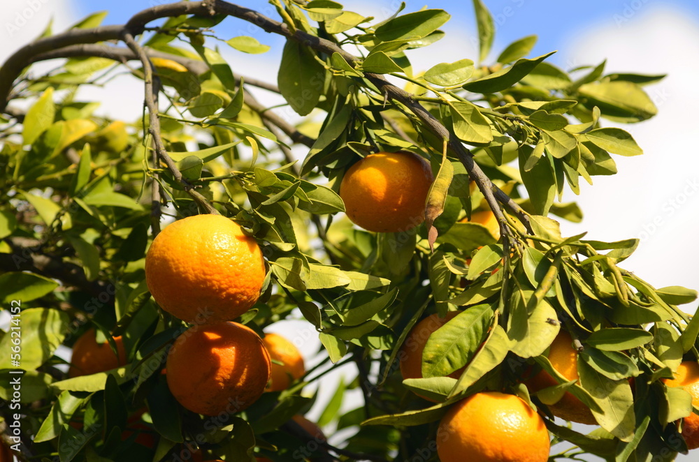 A branch with a ripe tangerine. Citrus orchard. Focus on one tangerine, trees with fruits in the background. farm plantation. Mandarin tree with fruits. Season of tangerines, citrus orchard. A bountif