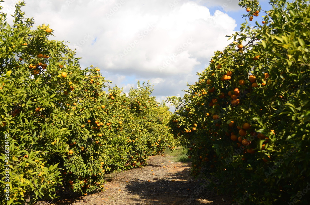Fototapeta premium A branch with a ripe tangerine. Citrus orchard. Focus on one tangerine, trees with fruits in the background. farm plantation. Mandarin tree with fruits. Season of tangerines, citrus orchard. A bountif