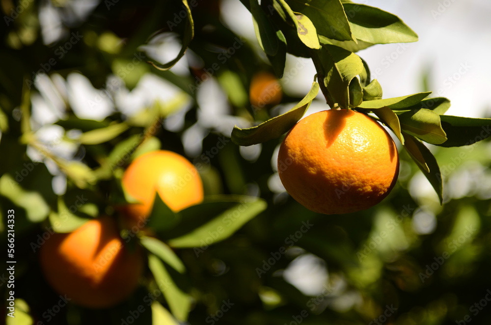 Mandarin tree with fruits. Season of tangerines, citrus orchard. A bountiful orange harvest. Mandarin plantation, farm Mandarin tree with fruits. Season of tangerines, citrus orchard. A bountiful orange harvest. Mandarin plantation, farm
