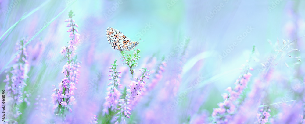 Obraz premium Dreamy heather flowers bloom, grass, butterfly close-up panorama. Macro with soft focus. Spring floral greeting card template. Pastel toned. Nature greeting card background