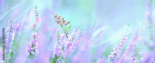 Dreamy heather flowers bloom, grass, butterfly close-up panorama. Macro with soft focus. Spring floral greeting card template. Pastel toned. Nature greeting card background