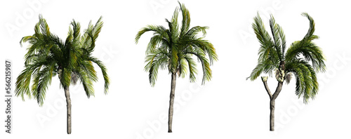 Different Queen Palm trees isolated on PNG transparent background - use for architectural or garden design - 3D Illustration