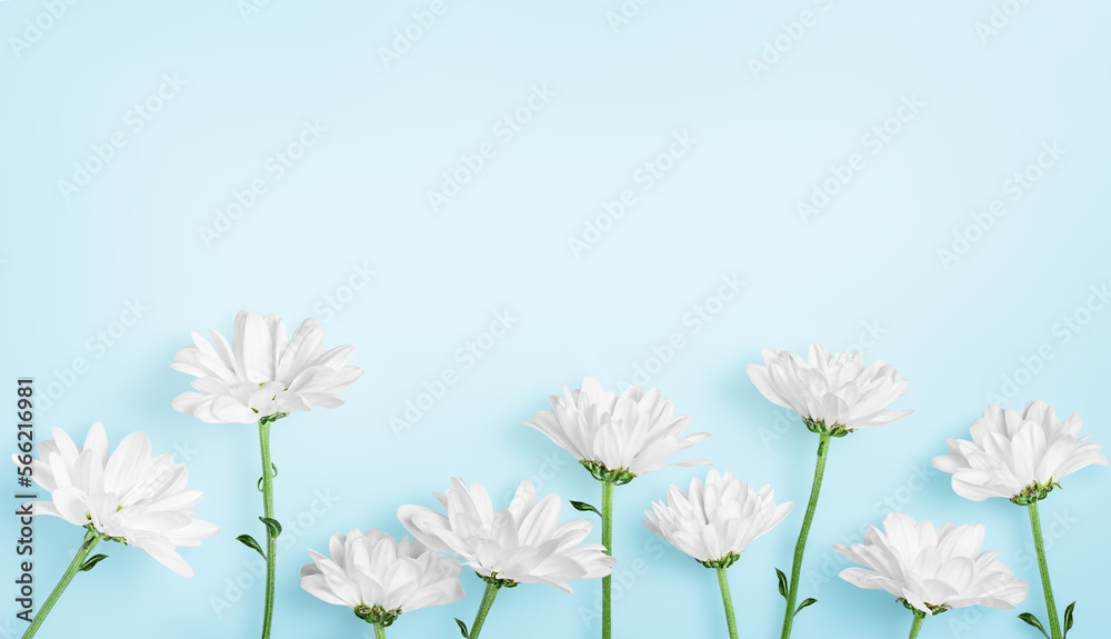 white spring flowers in a row on a light blue background white spring flowers in a row on a light blue background