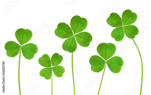 Foto three-leaf and four-leaf clover in a row on a white isolated background