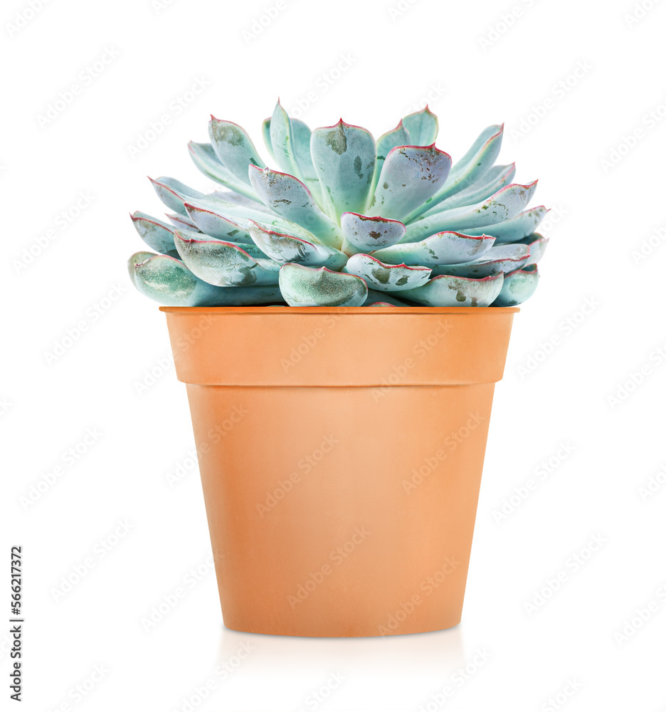 image to crop