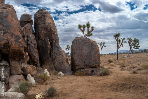 Joshua Tree and Stone