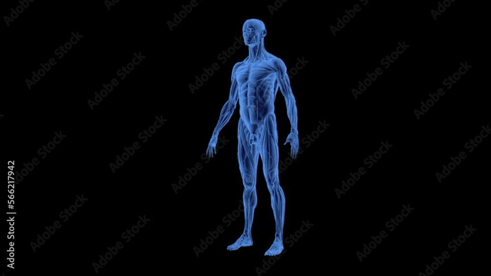 Male X-Ray Rontgen Anatomy 3D Animation Transparent Alpha Video Male X-Ray Rontgen Anatomy 3D Animation Transparent Alpha Video