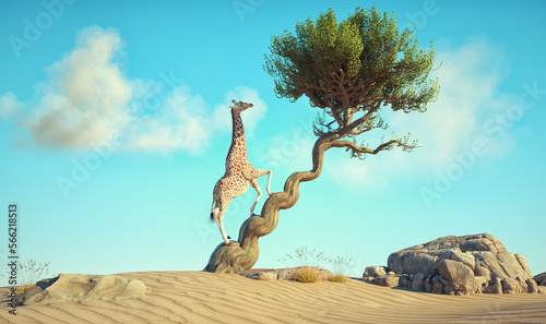 The giraffe eats leaves fro...