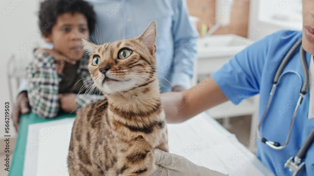 Close-up shot of veterinarian holding cat by the scruff of neck and examining the condition of health Close-up shot of veterinarian holding cat by the scruff of neck and examining the condition of health