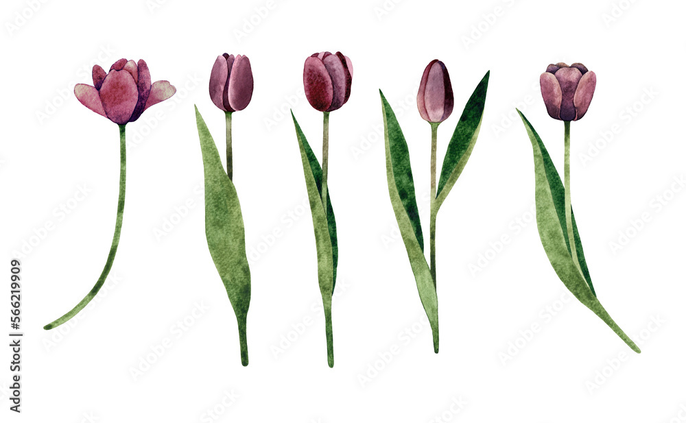 Watercolor hand painted set with dark purple Tulips. Tulip flower with stem and leaf. Spring botanical illustration. Isolated on white background.