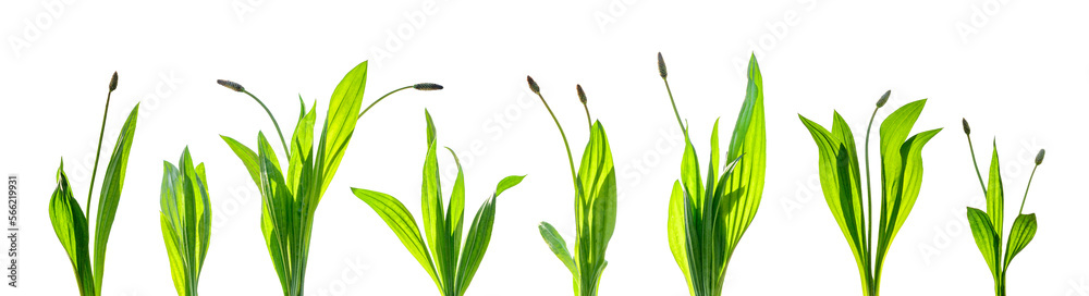 set of herb plants isolated on transparent background, png set of herb plants isolated on transparent background, png
