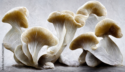 Oyster mushrooms on a white background food