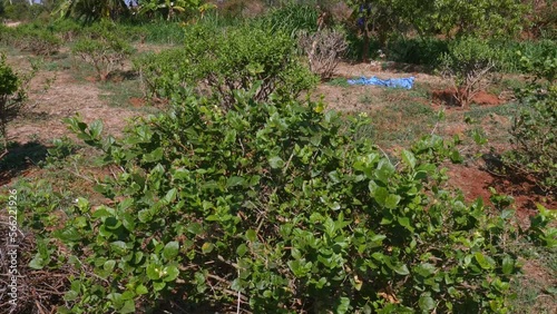 A tilt view of farmland with a jasmine flower plantation photo