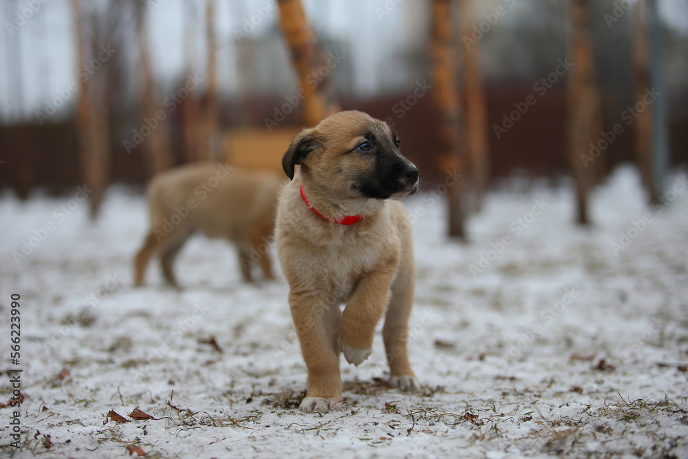 Little homeless puppies with sad eyes freezing on the street. Red mixed breed puppy on the snow.