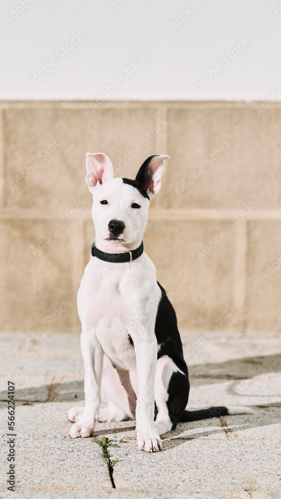 portrait of puppy dog sitting on the sidewalk looking at the camera