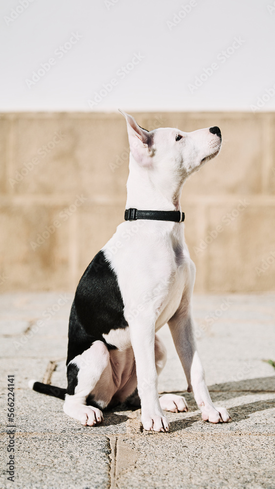 portrait of puppy dog sitting on sidewalk looking to the side