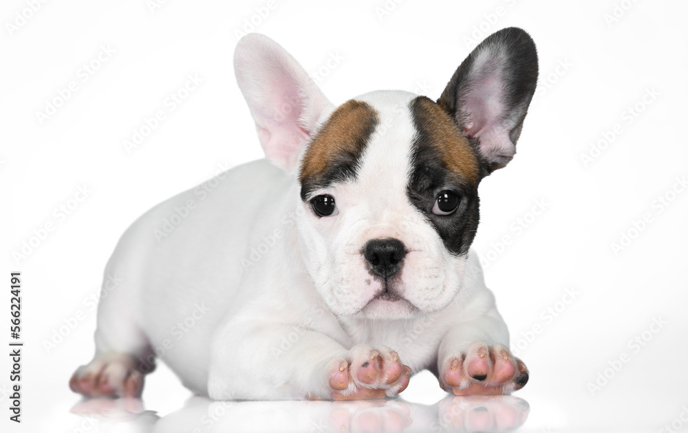 cute white and red french bulldog puppy isolated on white background