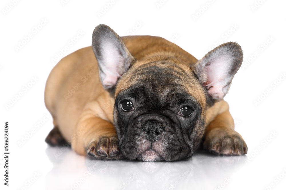 adorable french bulldog puppy lying down on white