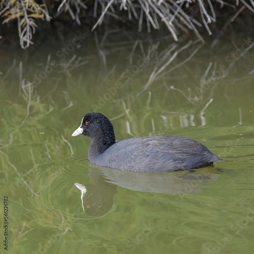 c'è vita nel lago photo