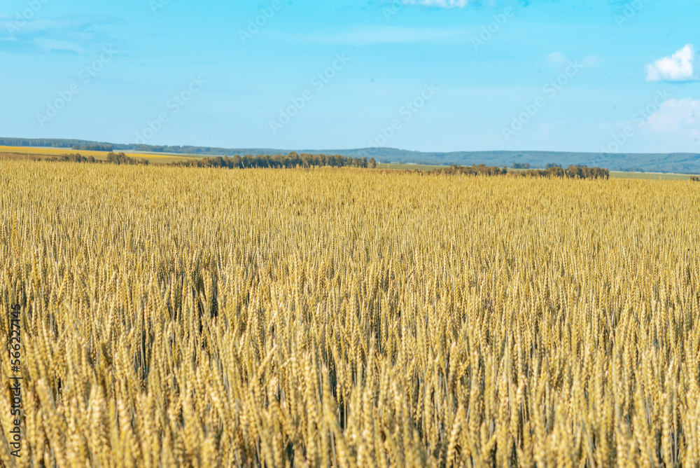 a clearing with ripe ears of rye on a blue sky background, selective focus